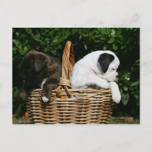 Carte Postale Chiots de boîte dans le panier