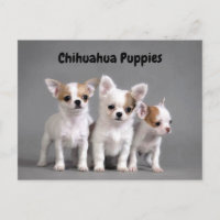 Chiots de chiwawa posant pour la photo