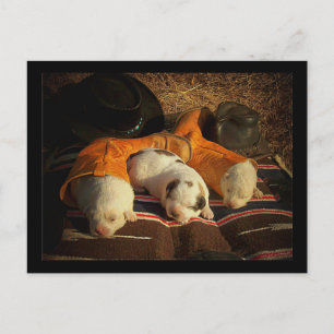 Carte Postale Chiots de cowboy fatigués