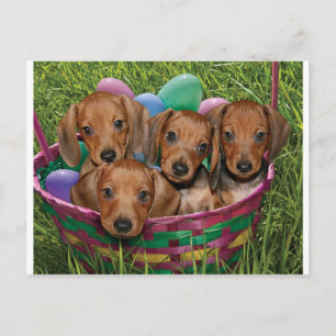 Carte Postale Chiots de Dachshund