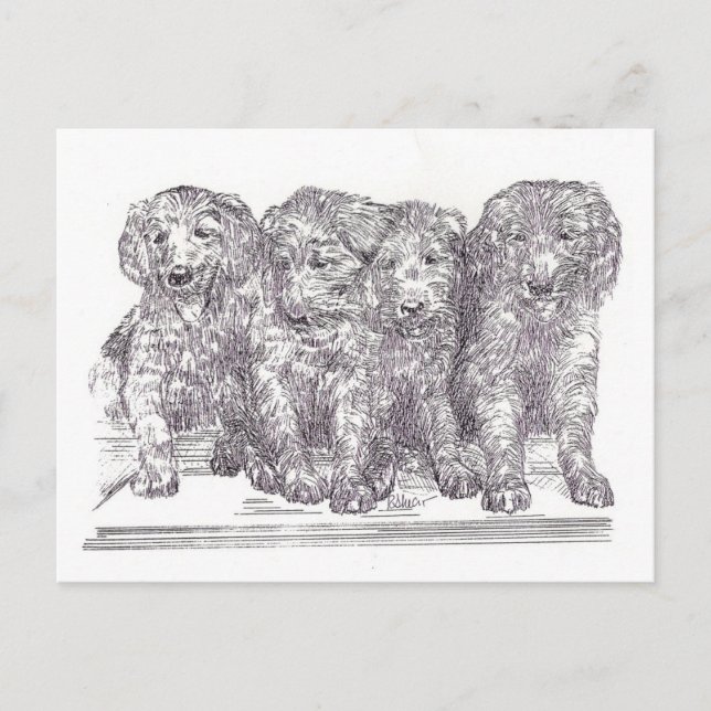 Carte Postale Chiots de Golden Retriever (Devant)