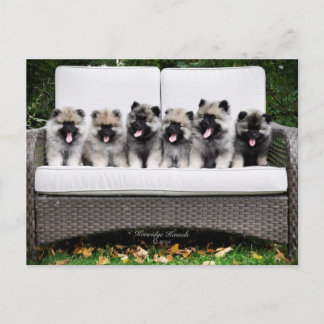 Carte Postale Chiots de Keeshond