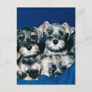 Carte Postale Chiots de Schnauzer miniatures