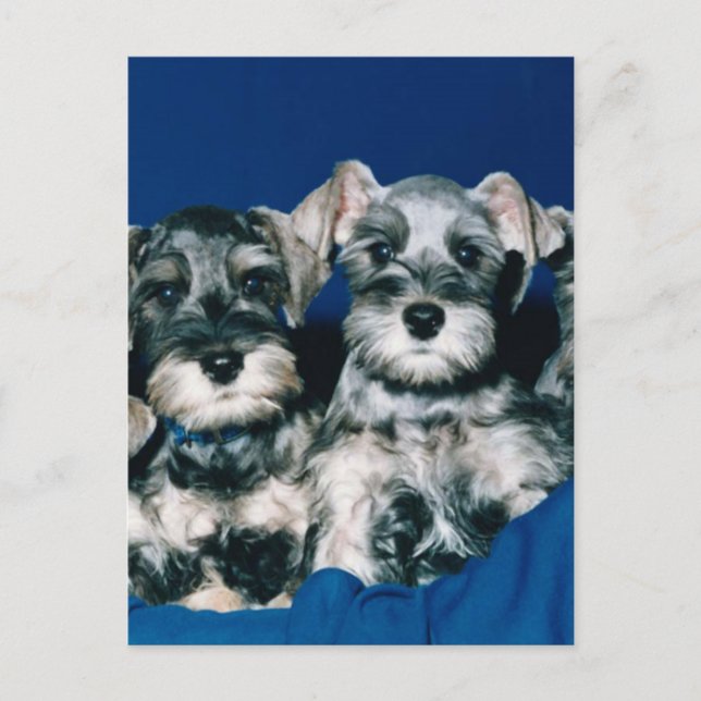 Carte Postale Chiots de Schnauzer miniatures (Devant)