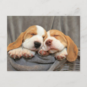 Carte Postale Chiots endormis