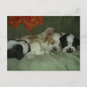 Carte Postale Chiots espagnols Roan Cocker. Heure de la sieste !