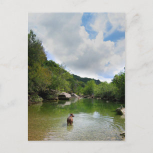 Carte Postale Chiots explorant Barton Creek - Austin Texas