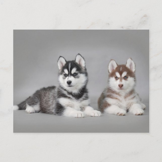 Carte Postale Chiots husky sibériens (Devant)