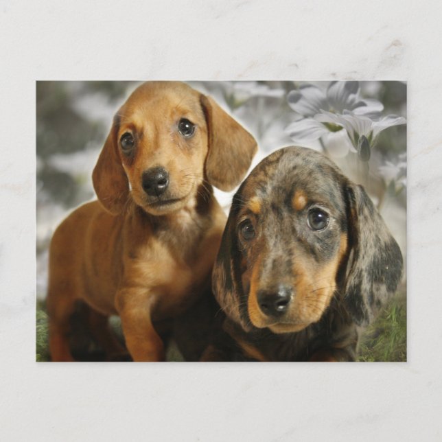 Carte Postale Chiots mignons Dachshund (Brown/Noir) (Devant)