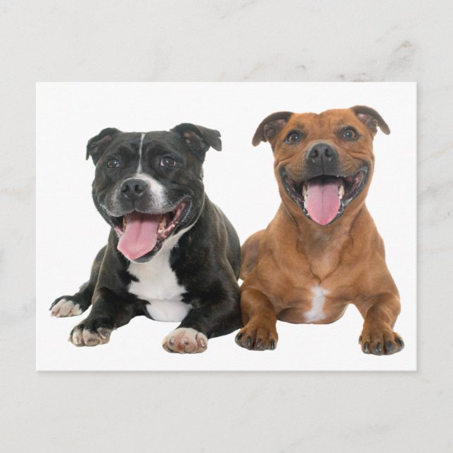 Carte Postale Chiots Pit Bull mignons Bonjour Pitbull (Devant)