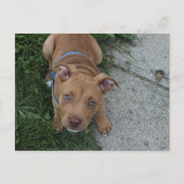 Carte Postale Chiots Pitbull (Devant)