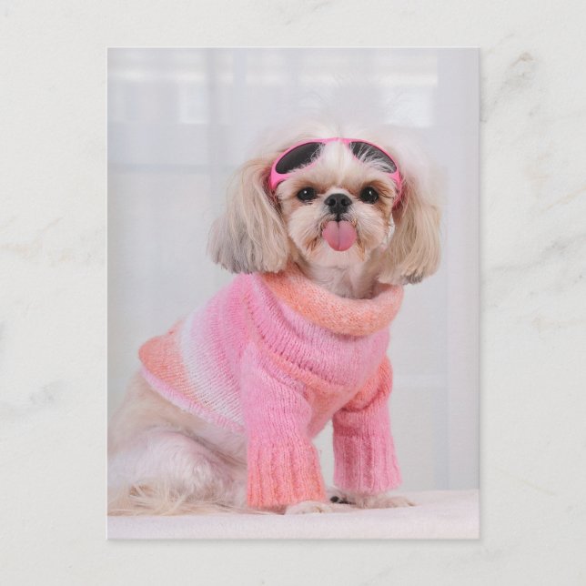 Carte Postale Chiots Shih Tzu - La langue tirée (Devant)