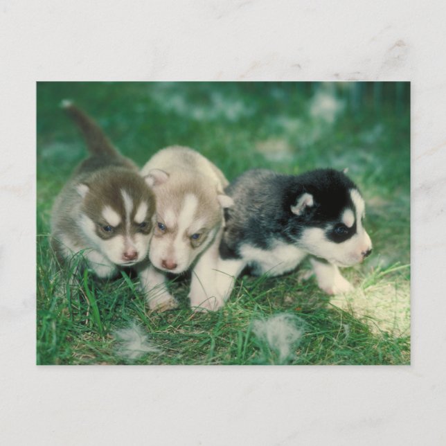 Carte Postale Chiots sibériens Husky (Devant)
