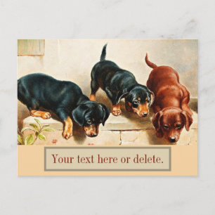 Carte Postale Chiots Teckel Curieux Chiens Saucisses Vintage