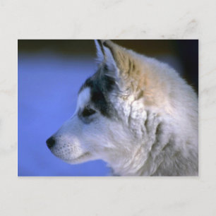 Carte Postale Chip sibérien Husky