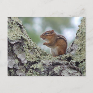 Carte Postale Chipmunk