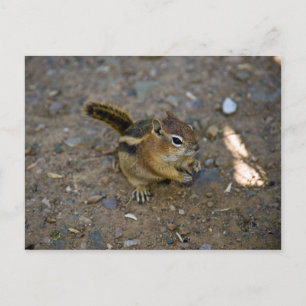 Carte Postale Chipmunk
