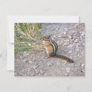 Carte Postale Chipmunk