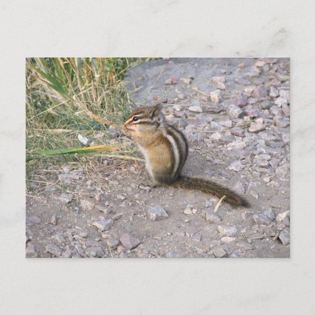 Carte Postale Chipmunk (Devant)