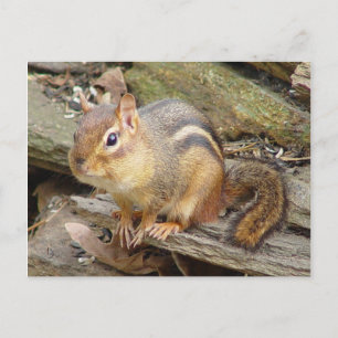 Carte postale Chipmunk 2