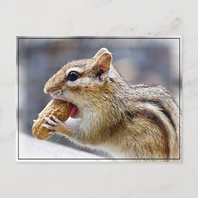 Carte Postale Chipmunk à l'arachide (Devant)