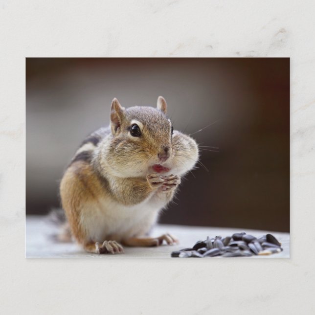 Carte Postale Chipmunk avec Cheeks Photo complète (Devant)