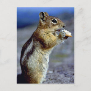 Carte Postale Chipmunk Debout Et Mange, Profil