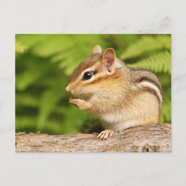Carte Postale chipmunk doux avec snack (Devant)