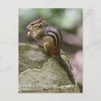 Carte Postale Chipmunk oriental
