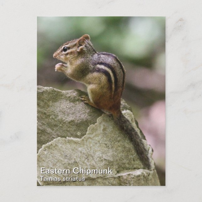 Carte Postale Chipmunk oriental (Devant)