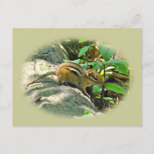 Carte Postale Chipmunk oriental sur Stump
