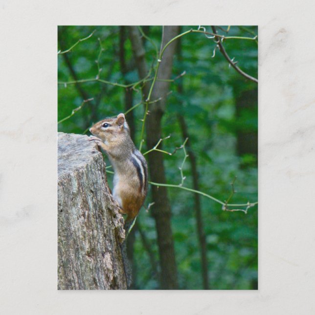 Carte Postale Chipmunk oriental sur Stump (Devant)