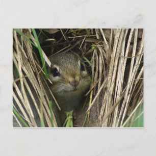 Carte Postale Chipmunk souriant