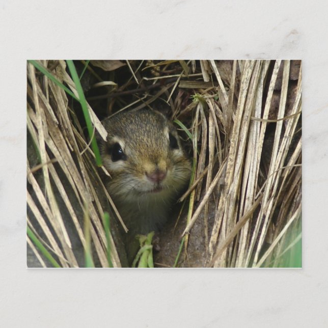 Carte Postale Chipmunk souriant (Devant)