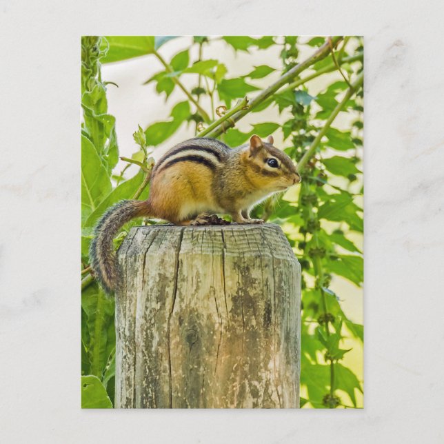 Carte Postale Chipmunk sur un poteau de clôture (Devant)