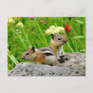Carte Postale Chipmunks
