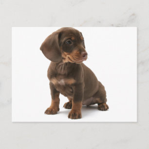 Carte postale Chipot Dachshund