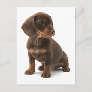 Carte postale Chipot Dachshund