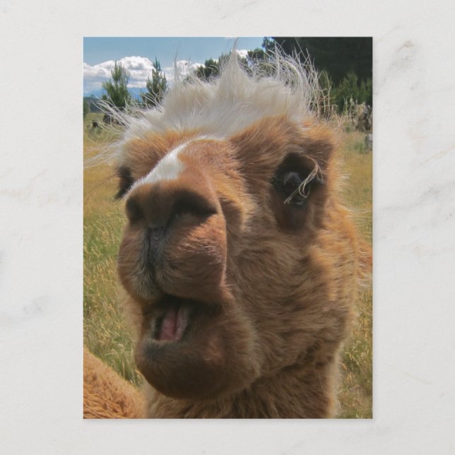 Carte Postale Chipper Alpaca (Devant)