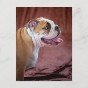 Carte Postale Chippon anglais Bulldog