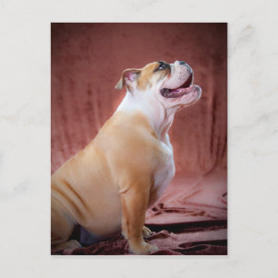 Carte Postale Chippon anglais Bulldog