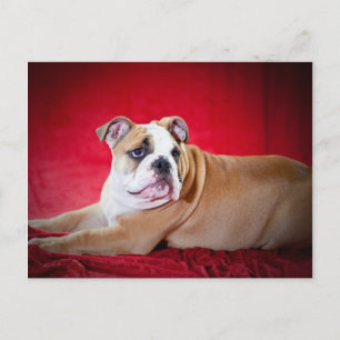 Carte Postale Chippon de Bulldog anglais