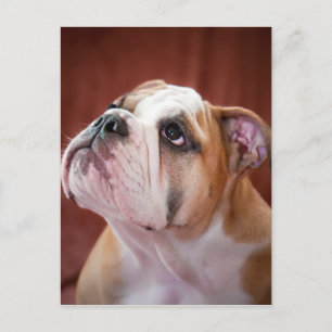 Carte Postale Chippon de Bulldog anglais
