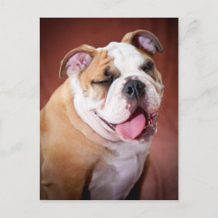 Carte Postale Chippon de Bulldog anglais