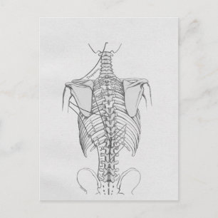 Carte Postale Chiropratique des os de colonne vertébrale
