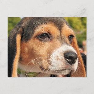 Carte Postale Chloe - Basset Artésien Photo-19