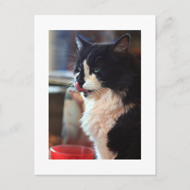 Carte Postale Chloe Licks (Devant)