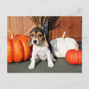 Carte Postale Chloe - Photo Beagle 1
