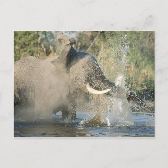Carte Postale Chobe River, Botswana, Afrique (Devant)