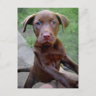 Carte Postale Chocalate Labrador Pittie Puppy Exploration